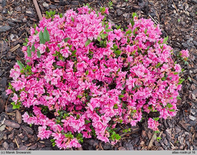 Rhododendron Herbert