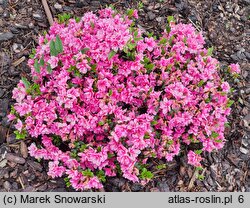 Rhododendron Herbert