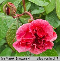 Rosa hort. Zaide