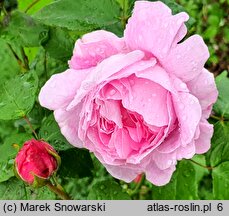 Rosa hort. Mary Rose