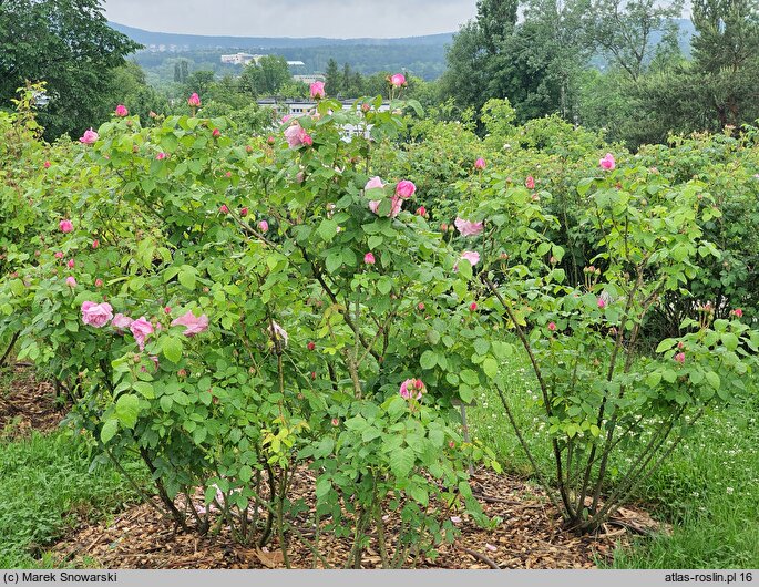 Rosa hort. Mary Rose