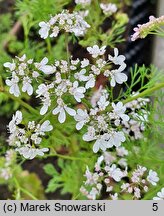 Coriandrum sativum (kolendra siewna)