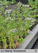 Coriandrum sativum (kolendra siewna)