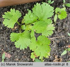 Coriandrum sativum (kolendra siewna)