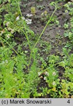 Coriandrum sativum (kolendra siewna)