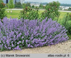 Nepeta grandiflora (kocimiętka wielkokwiatowa)