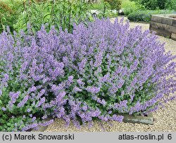 Nepeta grandiflora (kocimiętka wielkokwiatowa)