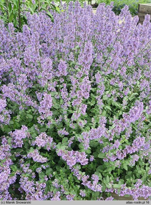 Nepeta grandiflora (kocimiętka wielkokwiatowa)