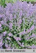 Nepeta grandiflora (kocimiętka wielkokwiatowa)