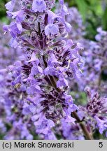 Nepeta grandiflora (kocimiętka wielkokwiatowa)