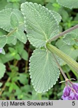 Nepeta grandiflora (kocimiętka wielkokwiatowa)