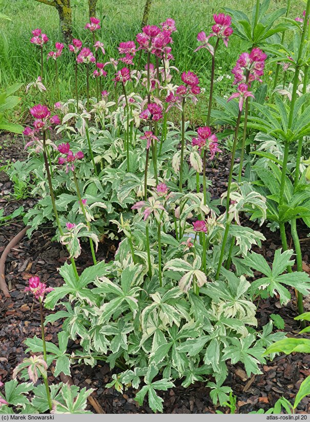 Astrantia major Star of Magic