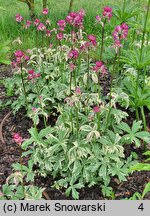 Astrantia major Star of Magic