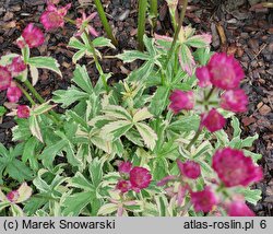 Astrantia major Star of Magic