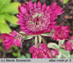 Astrantia major Star of Magic