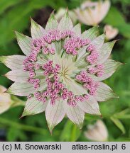 Astrantia major Buckland