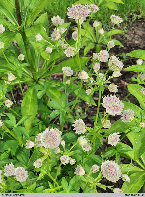 Astrantia major Buckland