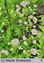 Astrantia major Buckland