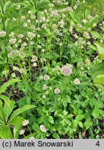 Astrantia major Buckland