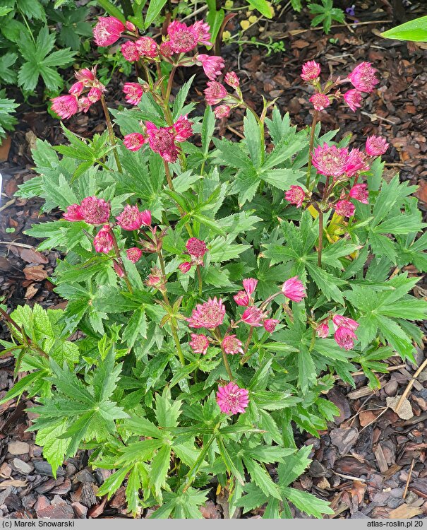 Astrantia major Claret