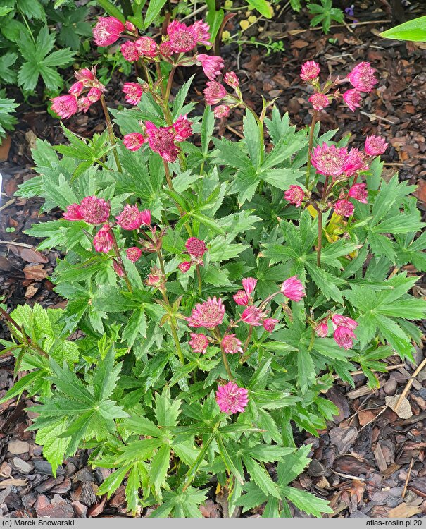 Astrantia major Claret