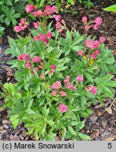 Astrantia major Claret