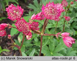 Astrantia major Claret