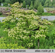 Cornus kousa ssp. chinensis Milky Way