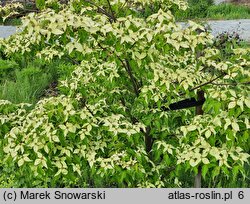 Cornus kousa ssp. chinensis Milky Way