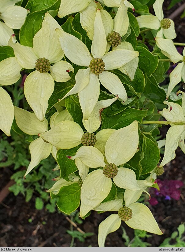 Cornus kousa ssp. chinensis Milky Way