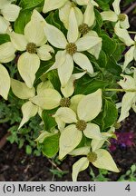 Cornus kousa ssp. chinensis Milky Way