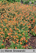 Geum Fire Storm