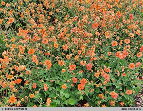 Geum Fire Storm