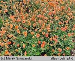 Geum Fire Storm