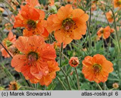 Geum Fire Storm