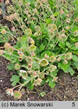 Geum Lemon Drop