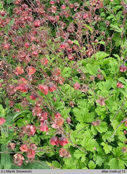 Geum Bell Bank