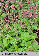 Geum Bell Bank