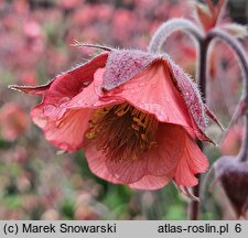 Geum Bell Bank