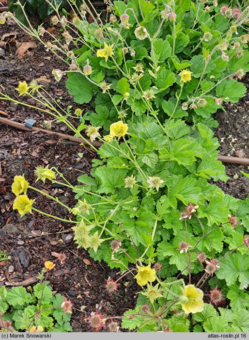 Geum Lemon Drop