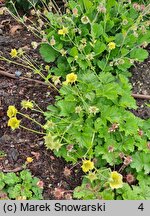 Geum Lemon Drop