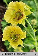 Geum Lemon Drop