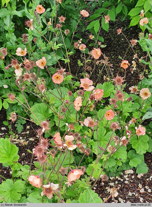 Geum Mai Tai