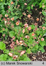 Geum Mai Tai