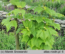 Acer rufinerve (klon rdzawy)