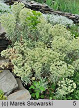 Euphorbia characias ssp. characias Tasmanian Tiger