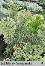 Euphorbia characias ssp. characias Tasmanian Tiger