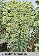 Euphorbia characias ssp. characias Tasmanian Tiger