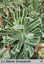 Euphorbia characias ssp. characias Tasmanian Tiger