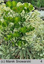 Euphorbia characias ssp. characias Tasmanian Tiger